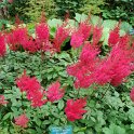 Astilbe x arendsii 'Paul Gaarder'